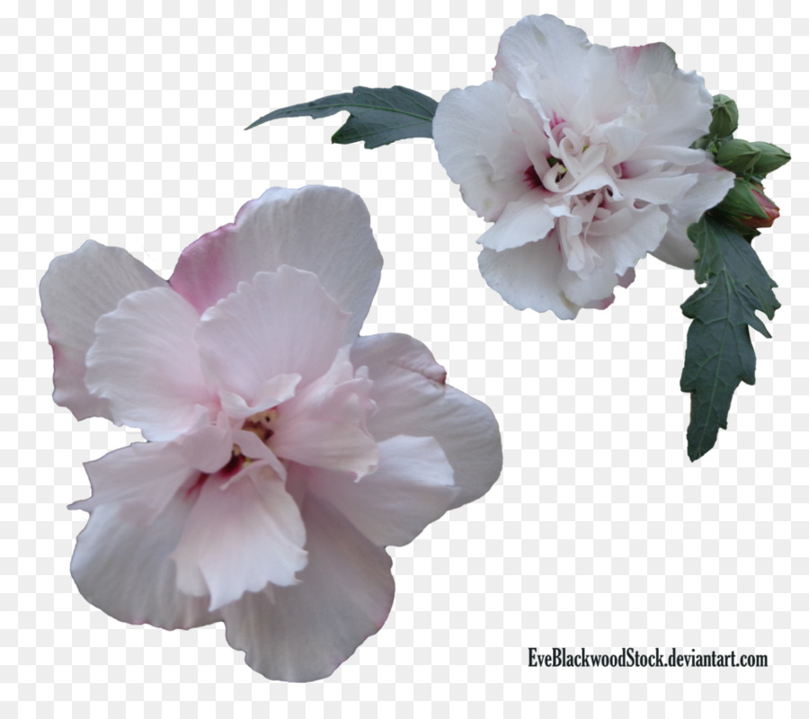 çiçek，Bitki PNG