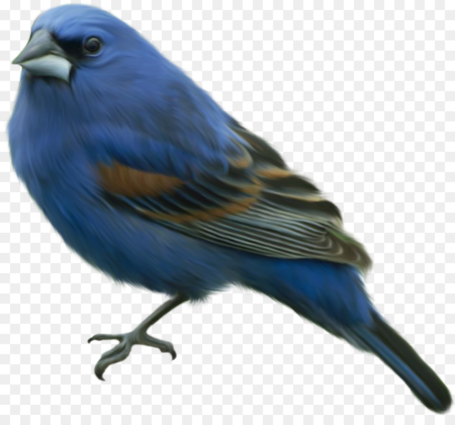 Kuş，Doğu Bluebird PNG