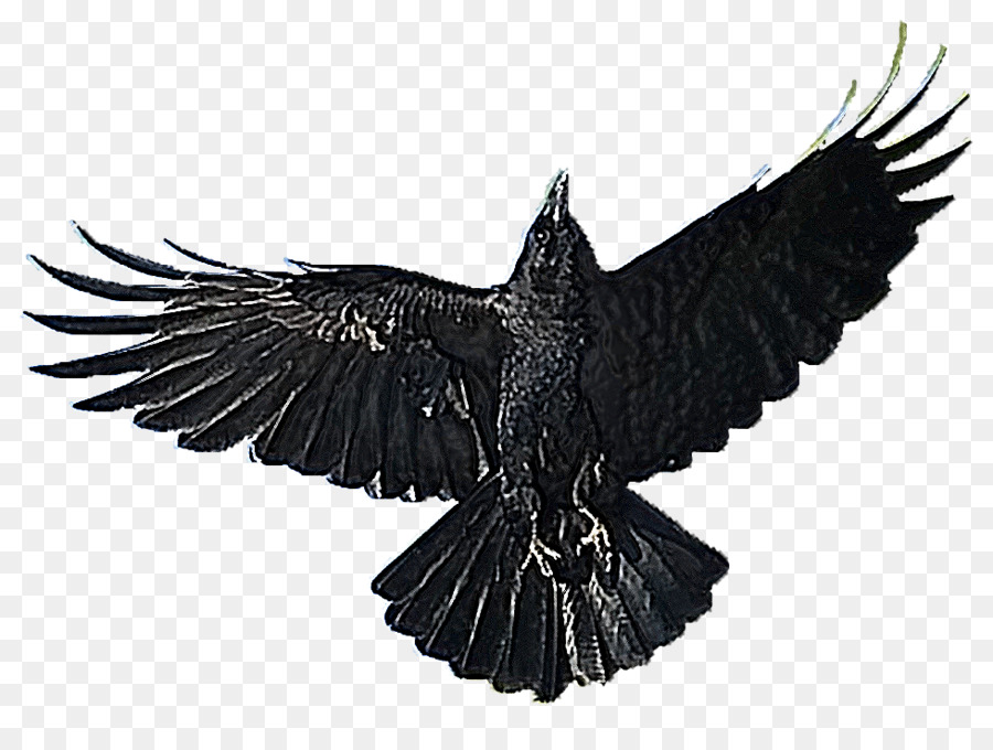 Amerikan Karga，Kuş PNG