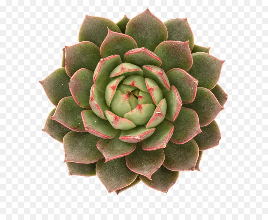 Echeveria，Etli Bitki PNG