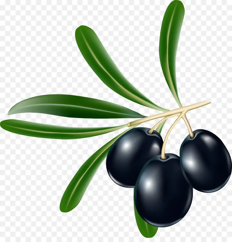 Siyah Zeytin，Zeytin Dalı PNG