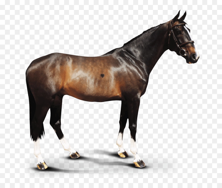 Katana Ati，Hanoverian Ati PNG