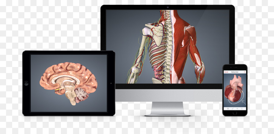 Anatomi，Biyodigital PNG