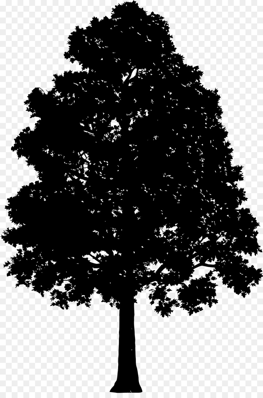 Ağaç，çam PNG