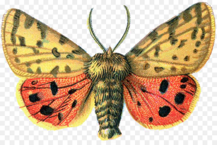 Kelebek，Rhyparia Purpurata PNG