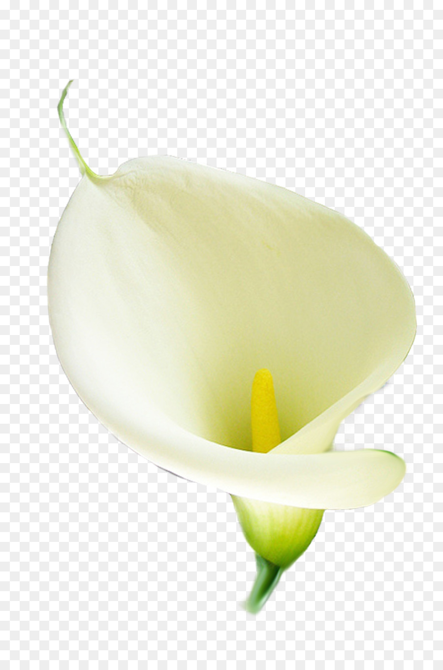 Calla Lily，Çiçeği PNG