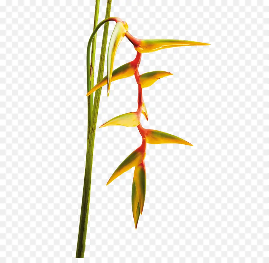 Heliconia Çiçeği，Tropikal PNG