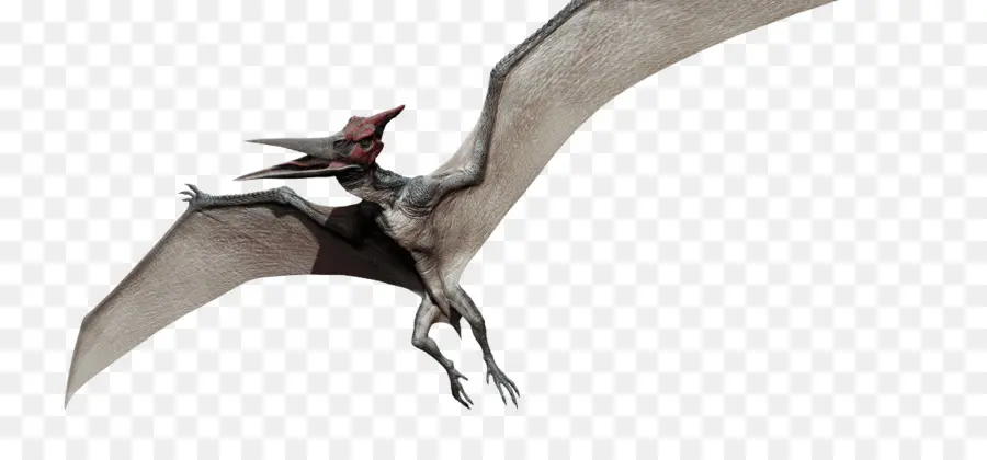 Pteranodon，Dimorphodon PNG