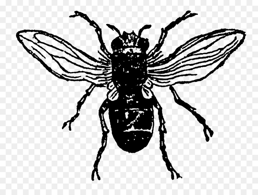 Böcek，Arı PNG