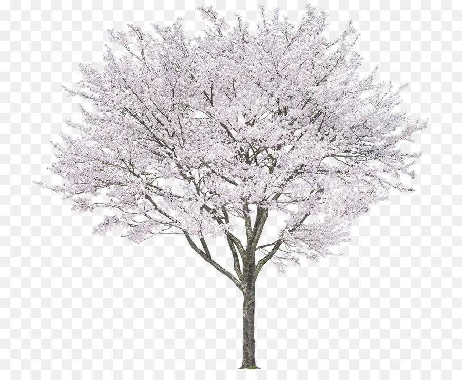 Ağaç，Bitki PNG