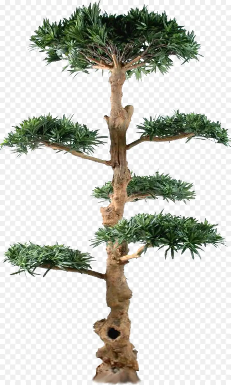 Bonsai Ağacı，Minyatür Ağaç PNG