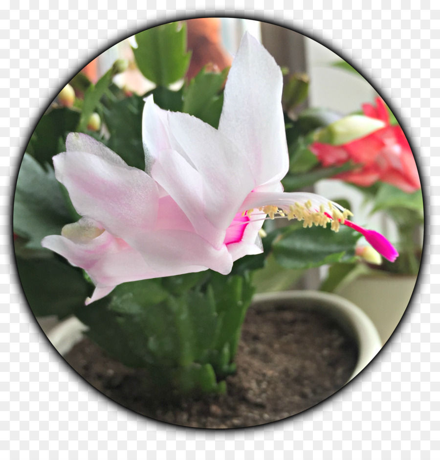 Cactaceae，Schlumbergera PNG