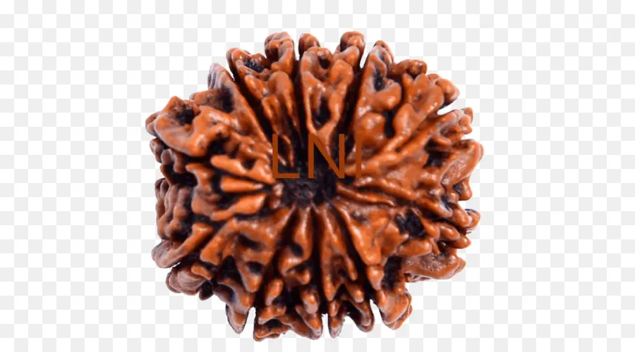 Shiva，Rudraksha PNG