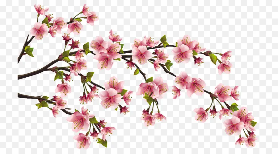 şeftali，çiçeği PNG