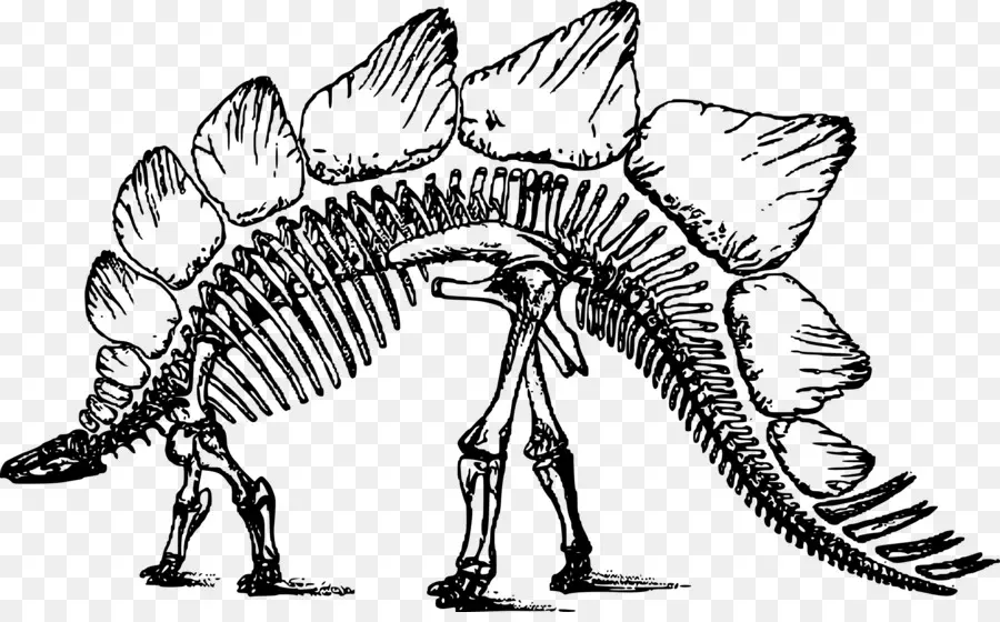 Stegosaurus İskeleti，Fosil PNG