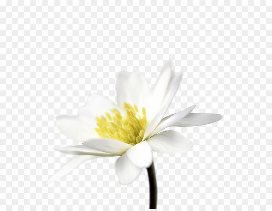 çiçek，Daisy Aile PNG
