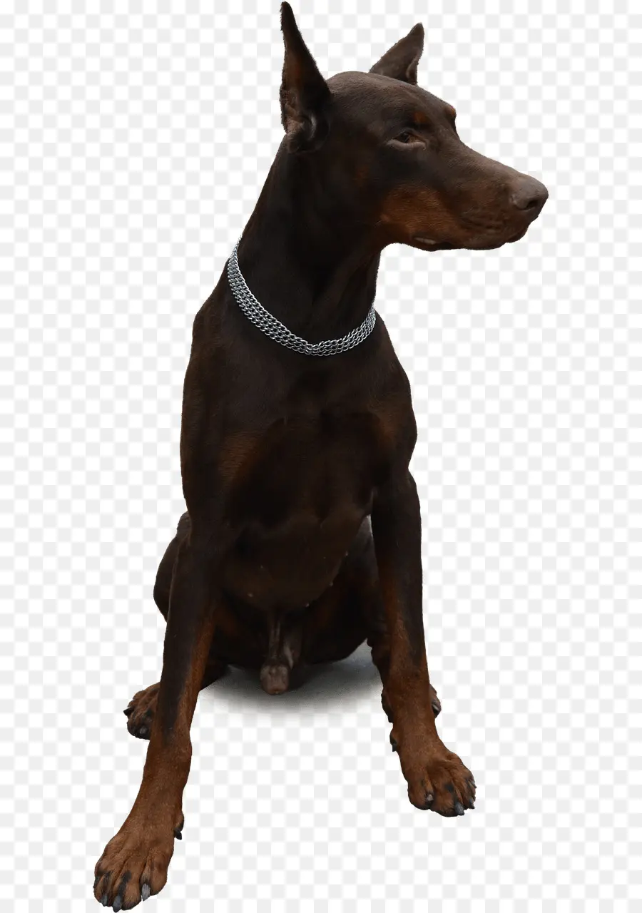 Doberman，Köpek PNG