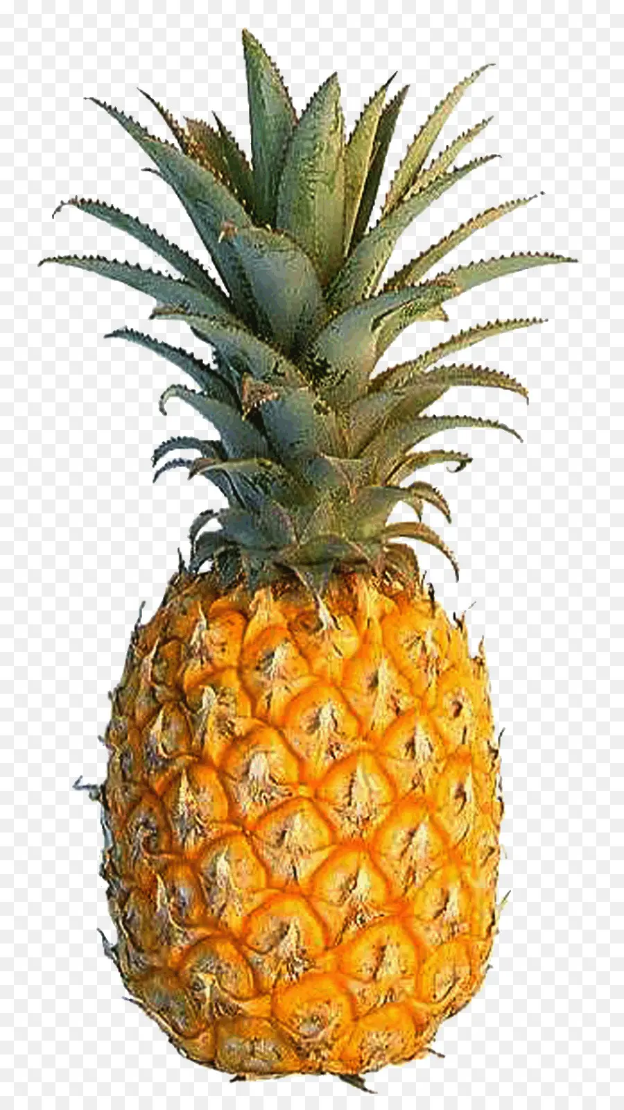 Ananas Ve Portakal，Tropikal PNG