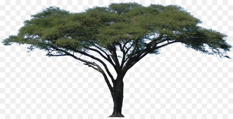 Akasya，Ağaç PNG