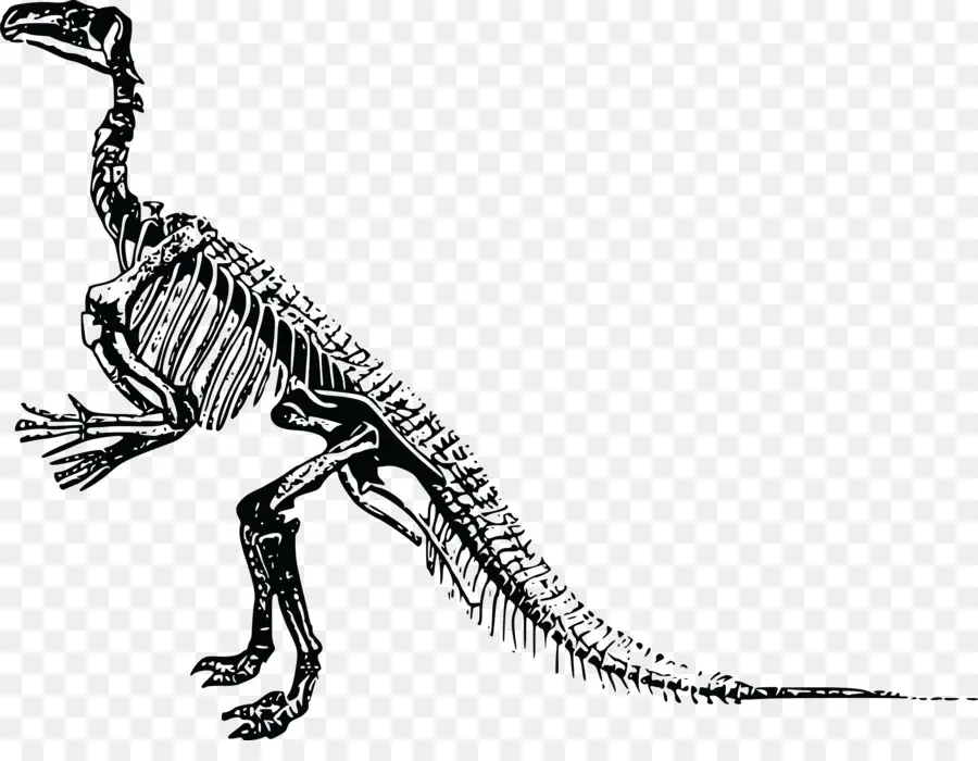 Dinozor İskeleti，T Rex PNG