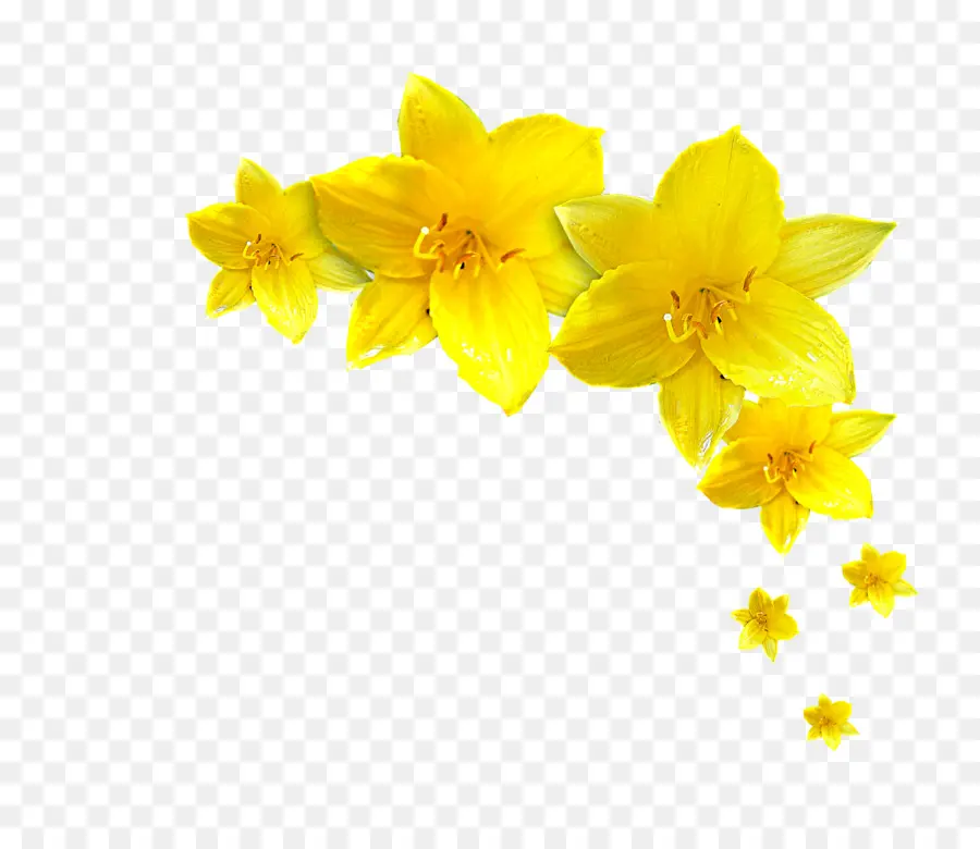 Narcissus Jonquilla，çiçek PNG