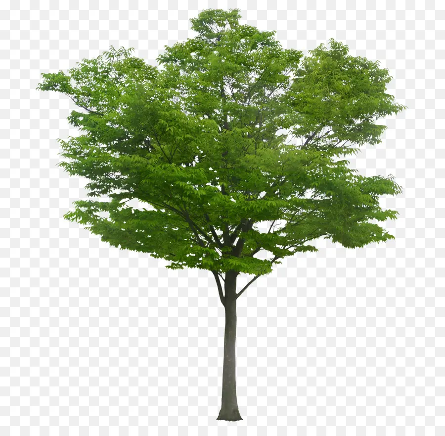 Ağaç，İnsanlar Beyaz PNG
