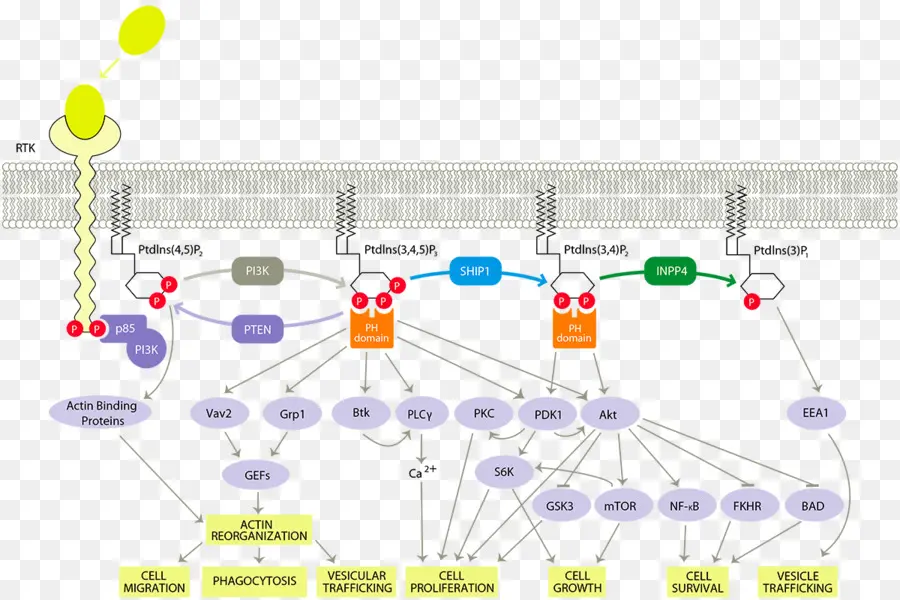 Pi3kaktmtor Yolu，Fosfoinositid 3kinaz PNG