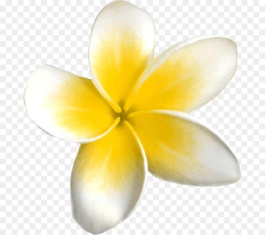 Plumeria'nın çiçekleri，Çiçeği PNG