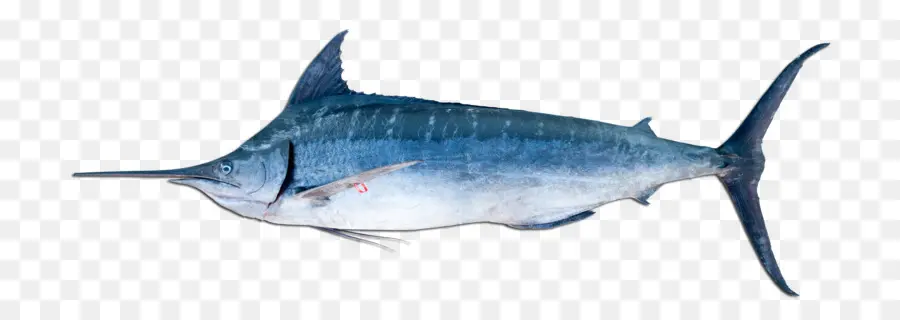 Fatura Balığı，Atlantik Mavi Marlin PNG
