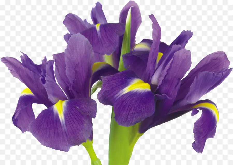 çiçek，Iris Versicolor PNG