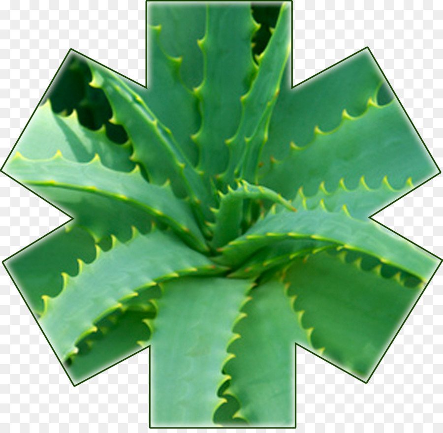 Yeşil Aloe Vera，Etli PNG