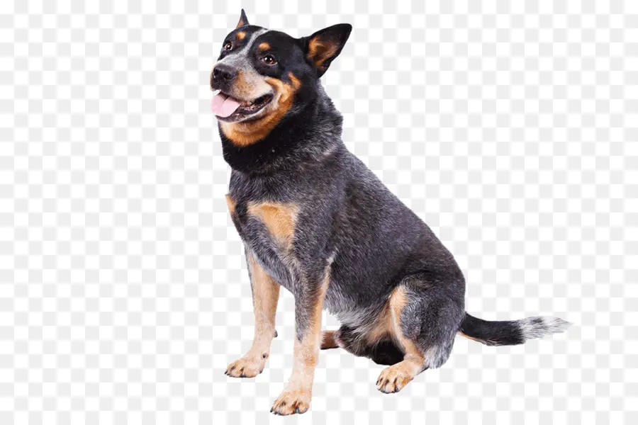 Oturan Köpek，Evcil Hayvan PNG