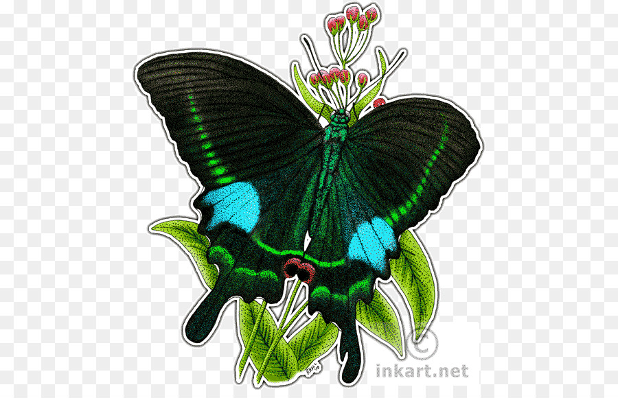 Kelebek，Papilio Paris PNG