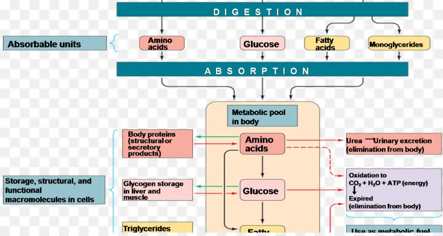 Sindirim Ve Emilim Diyagramı，Metabolizma PNG