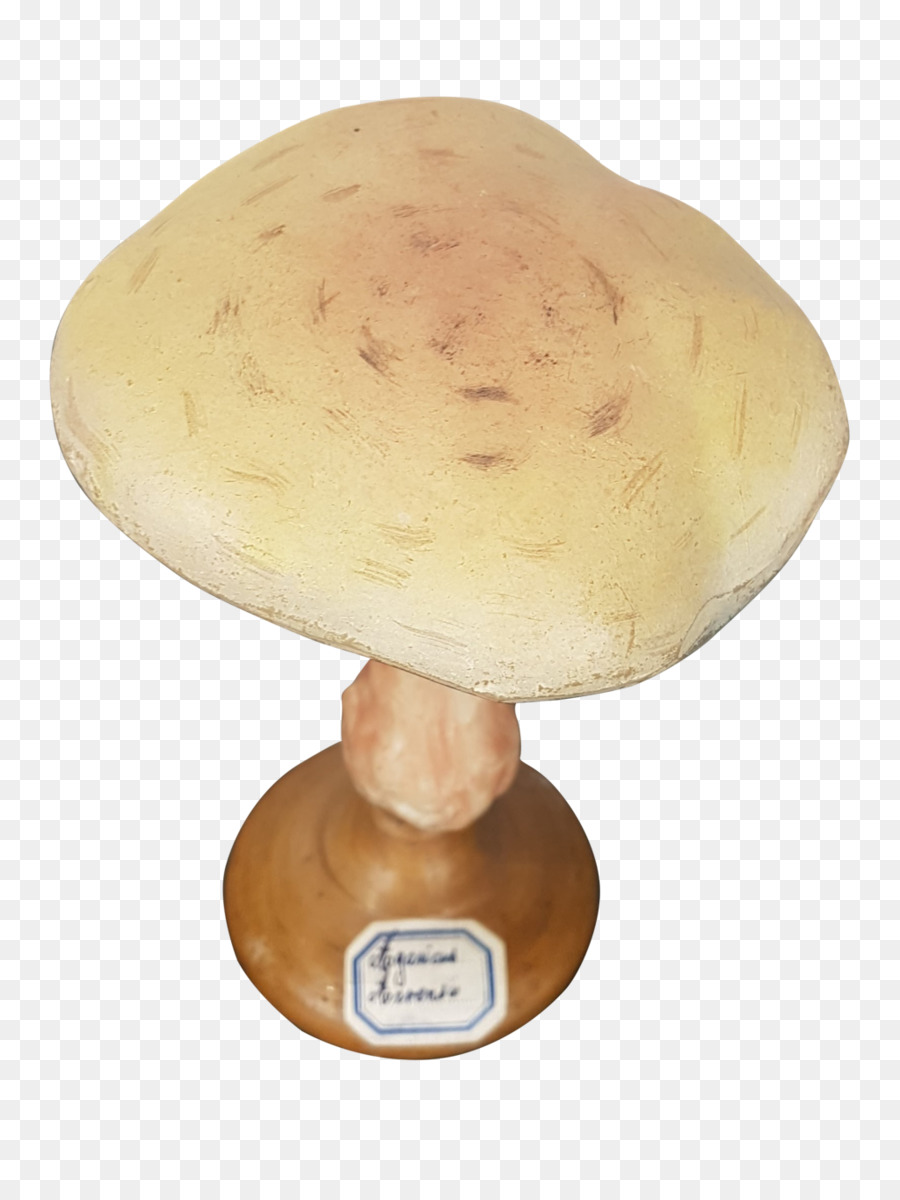 Agaricomycetes，Agaricaceae PNG