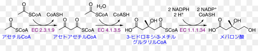 Mevalonic Asit，Mevalonat Yolu PNG