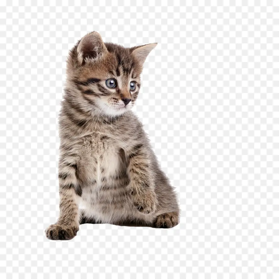 Yavru Kedi，Kedi PNG