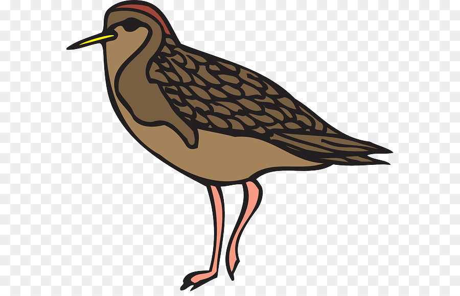 Kuş，Zımpara PNG