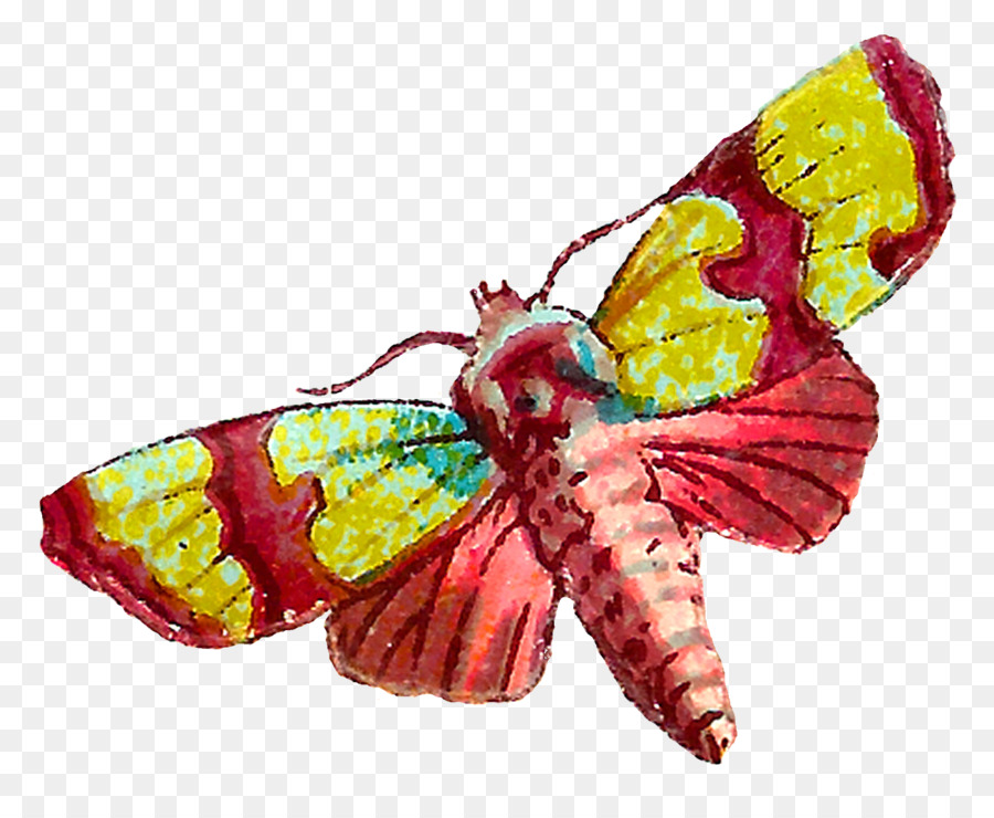 Kelebek，Böcek PNG