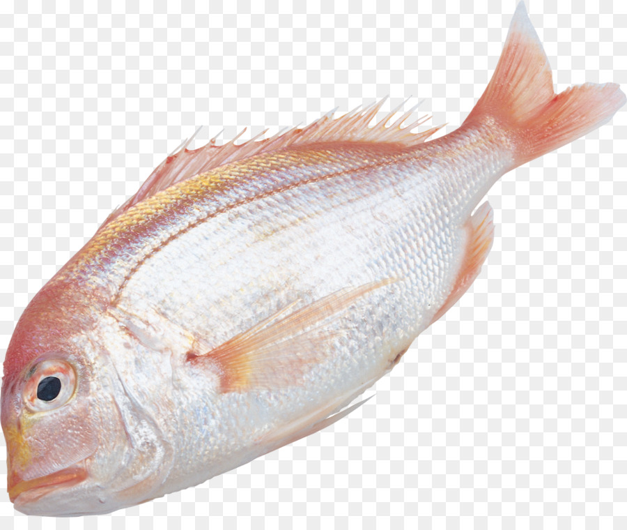 Balık，Bilgi PNG