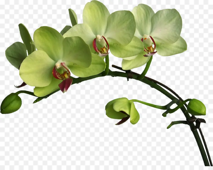 Orkide，Bitki PNG