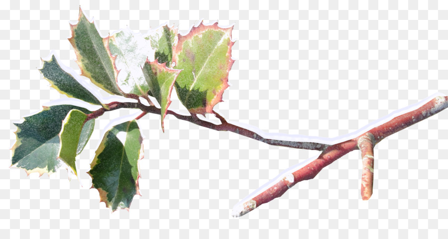 Bitki，Ilex Cornuta PNG