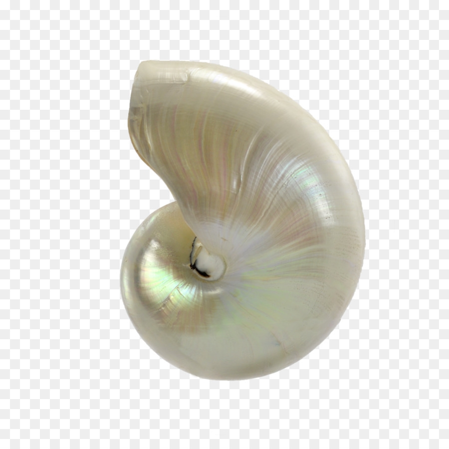 Nautilus Kabuğu，Deniz PNG