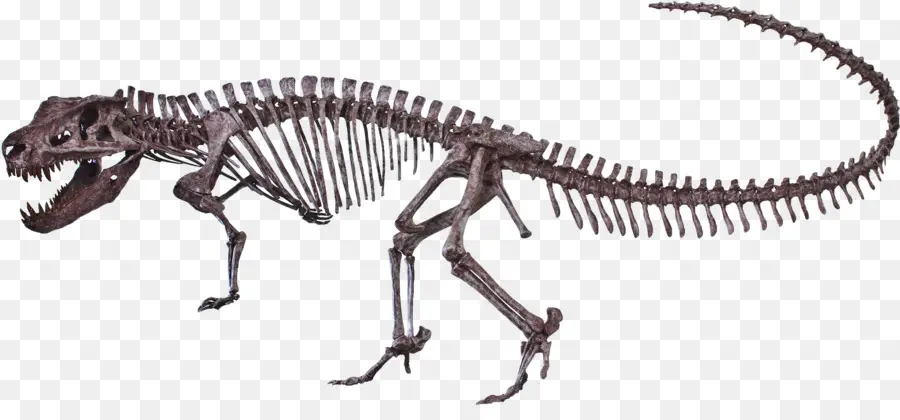 Dinozor İskeleti，Fosil PNG