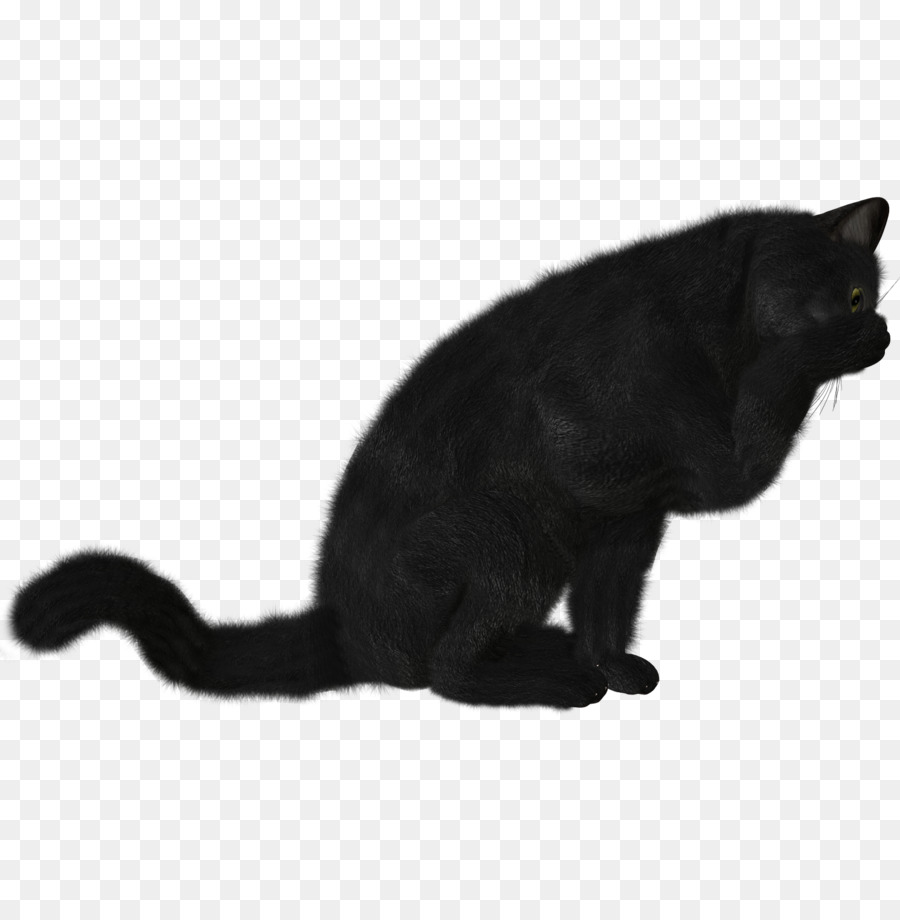 Kara Kedi，Kedi PNG