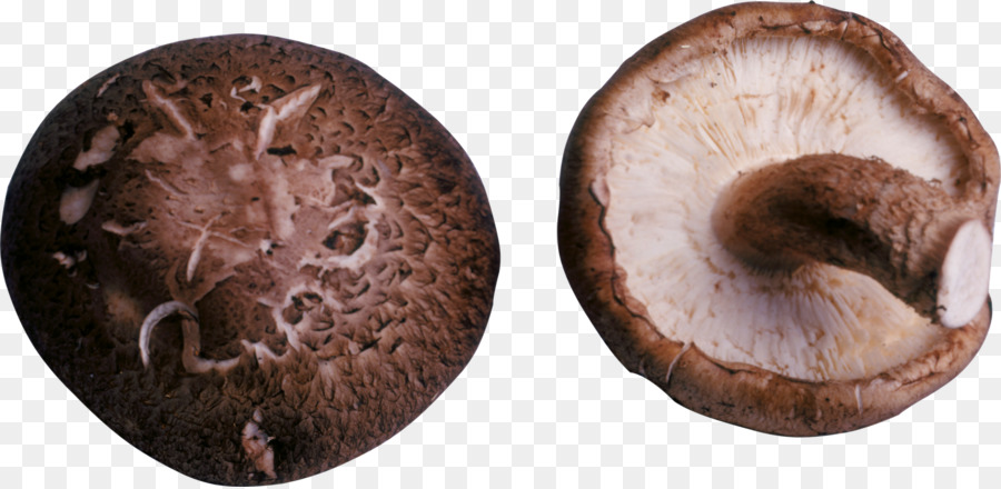 Shiitake，Mantar PNG