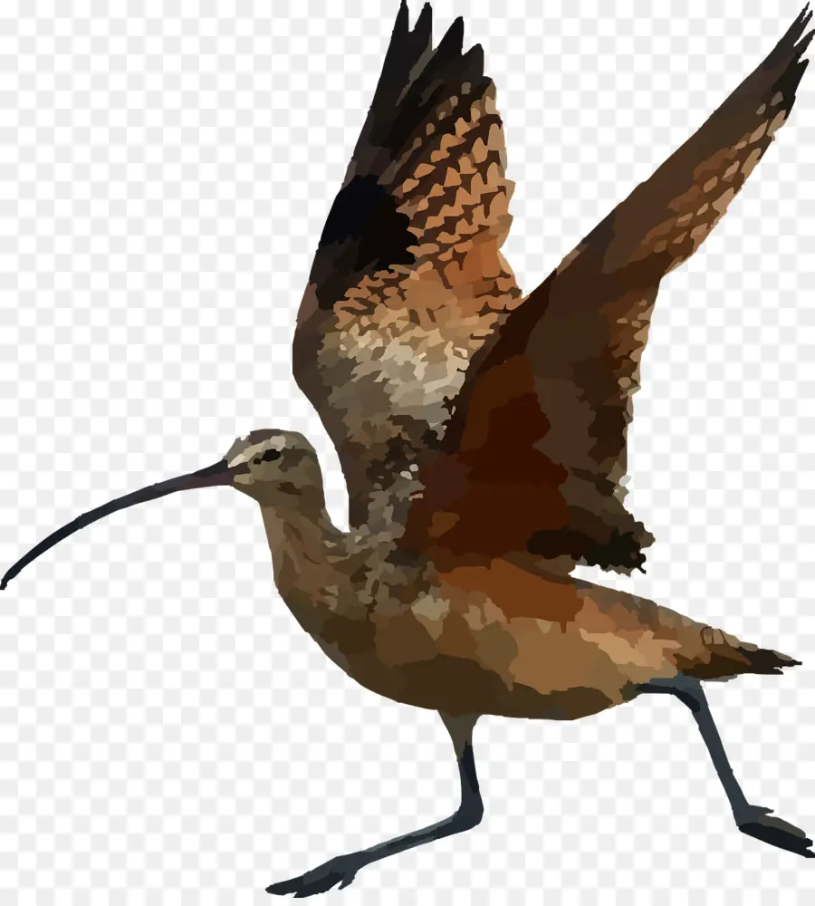 Kuş，Uzun Faturalandırılmış Curlew PNG