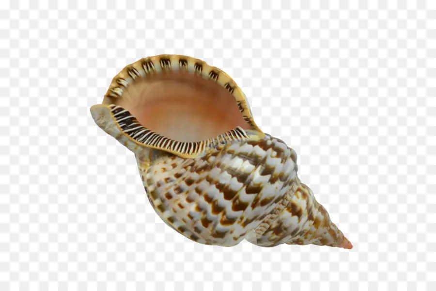 Deniz Kabuğu，Kabuklu PNG