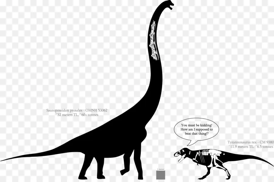 Sauroposeidon，Dinozor Boyutu PNG