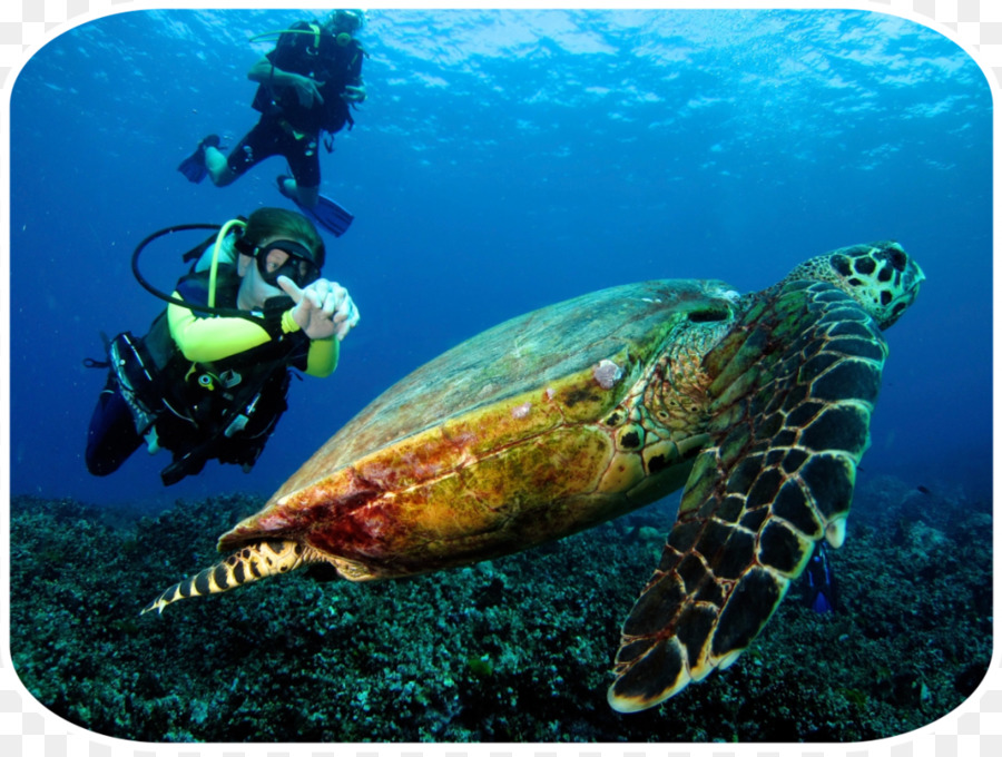 Phuket İl，Similan Adaları PNG